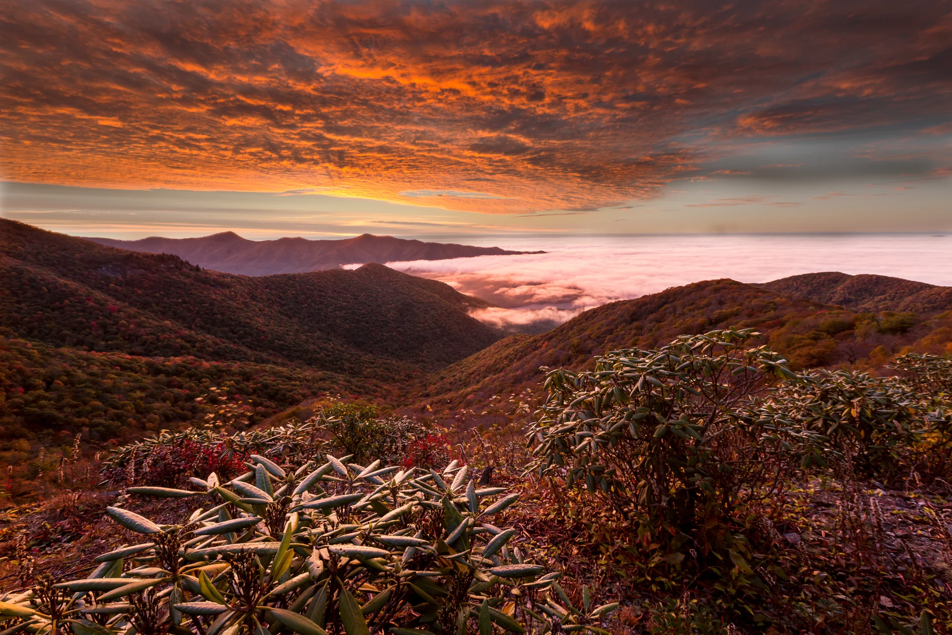 Golden sunrise at Craggy Gardens on the Blue Ridge Parkway near Asheville — rhododendron in the foreground, autumn slopes and glowing valley fog